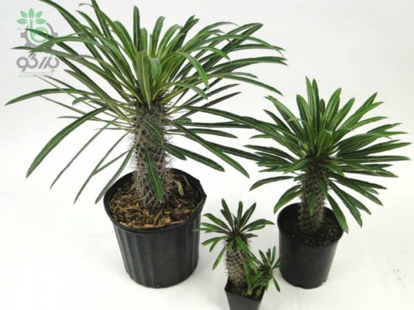 بذر نخل ماداگاسکار گیایی یا پاچیپودیوم گیایی  Pachypodium geayi
