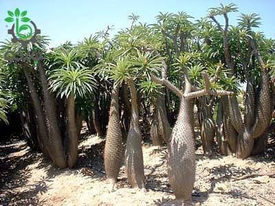 بذر نخل ماداگاسکار گیایی یا پاچیپودیوم گیایی  Pachypodium geayi