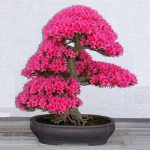 بذر sakura (شکوفه گیلاس)