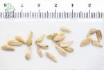 بذر نخل ماداگاسکار گیایی یا پاچیپودیوم گیایی  Pachypodium geayi
