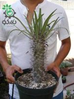 بذر نخل ماداگاسکار گیایی یا پاچیپودیوم گیایی  Pachypodium geayi
