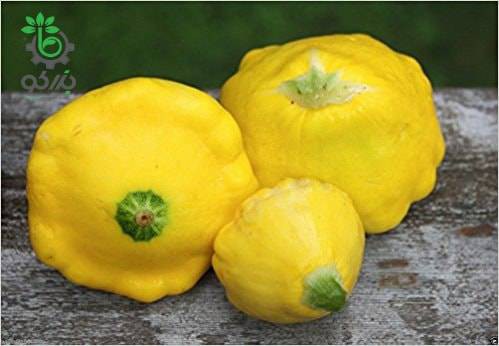 بذر کدو خورشتی گوش ماهی زرد اسکالوپ | Yellow Scallop Squash
