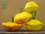 بذر کدو خورشتی گوش ماهی زرد اسکالوپ | Yellow Scallop Squash
