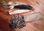 بذر ذرت آبی پترسون | Petersen Blue Organic Corn Seed