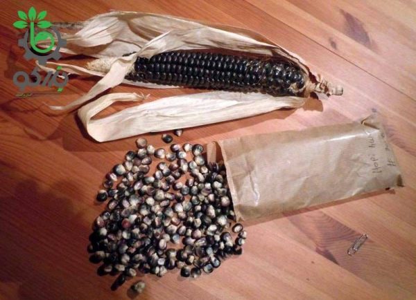 بذر ذرت آبی پترسون | Petersen Blue Organic Corn Seed