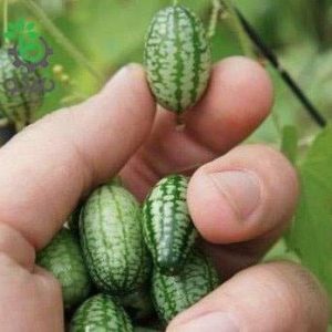 بذر هندوانه موشی یا هندوانه مینیاتوری | Melothria scabra