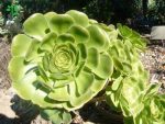 بذر آئونیوم هالوچریسوم | Aeonium holochrysum