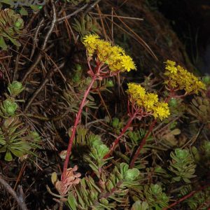 بذر آئونیوم  اسپاتولاتوم | Aeonium spathulatum