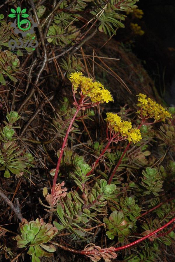 بذر آئونیوم  اسپاتولاتوم | Aeonium spathulatum