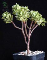 بذر آئونیوم  اسپاتولاتوم | Aeonium spathulatum