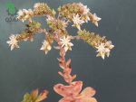 بذر ساکولنت آئونیوم هاوورثی | Aeonium haworthii