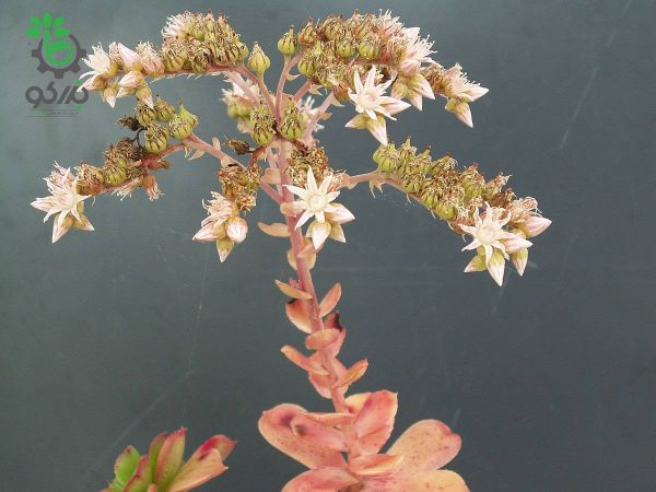 بذر ساکولنت آئونیوم هاوورثی | Aeonium haworthii