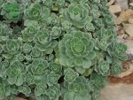بذر ساکولنت آئونیوم هاوورثی | Aeonium haworthii