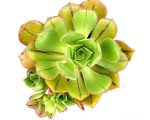 بذر ساکولنت آئونیوم لانگیتریسام | Aeonium longithyrsum seeds