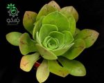 بذر ساکولنت آئونیوم لانگیتریسام | Aeonium longithyrsum seeds