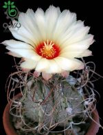 بذر کاکتوس آستروفیتوم سینایل یا آستروفیتوم سالخورده | astrophytum senile seeds