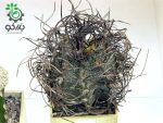 بذر کاکتوس آستروفیتوم سینایل یا آستروفیتوم سالخورده | astrophytum senile seeds