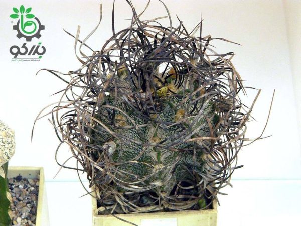 بذر کاکتوس آستروفیتوم سینایل یا آستروفیتوم سالخورده | astrophytum senile seeds