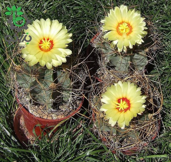 بذر کاکتوس آستروفیتوم سینایل یا آستروفیتوم سالخورده | astrophytum senile seeds
