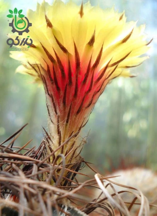 بذر کاکتوس آستروفیتوم سینایل یا آستروفیتوم سالخورده | astrophytum senile seeds