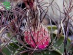 بذر کاکتوس آستروفیتوم سینایل یا آستروفیتوم سالخورده | astrophytum senile seeds