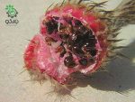 بذر کاکتوس آستروفیتوم سینایل یا آستروفیتوم سالخورده | astrophytum senile seeds