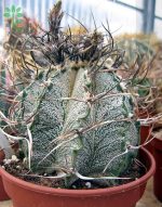 بذر کاکتوس آستروفیتوم سینایل یا آستروفیتوم سالخورده | astrophytum senile seeds