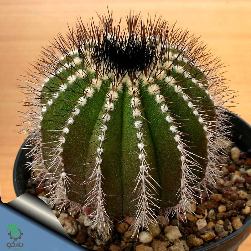 بذر کاکتوس اوبلمانیا پکتینیفرا مولتی کاستاتا | Uebelmannia pectinifera var. multicostata seeds