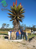 بذر گیاه جادویی ساکولنت آلوئه فروکس | Aloe ferox seeds