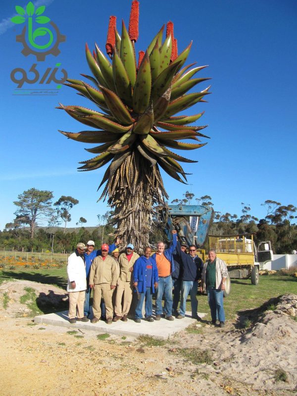 بذر گیاه جادویی ساکولنت آلوئه فروکس | Aloe ferox seeds