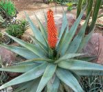بذر گیاه جادویی ساکولنت آلوئه فروکس | Aloe ferox seeds