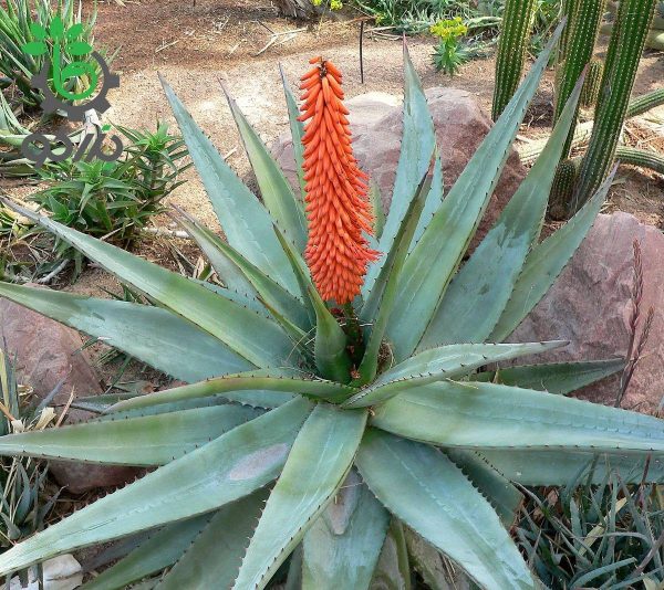بذر گیاه جادویی ساکولنت آلوئه فروکس | Aloe ferox seeds