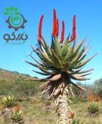 بذر گیاه جادویی ساکولنت آلوئه فروکس | Aloe ferox seeds