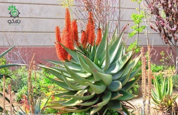 بذر گیاه جادویی ساکولنت آلوئه فروکس | Aloe ferox seeds
