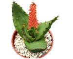 بذر گیاه جادویی ساکولنت آلوئه فروکس | Aloe ferox seeds