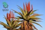 بذر گیاه جادویی ساکولنت آلوئه فروکس | Aloe ferox seeds