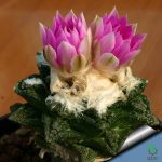 بذر کاکتوس آریوکارپوس براوآنوس هینتونی | Ariocarpus bravoanus ssp. hintonii seeds
