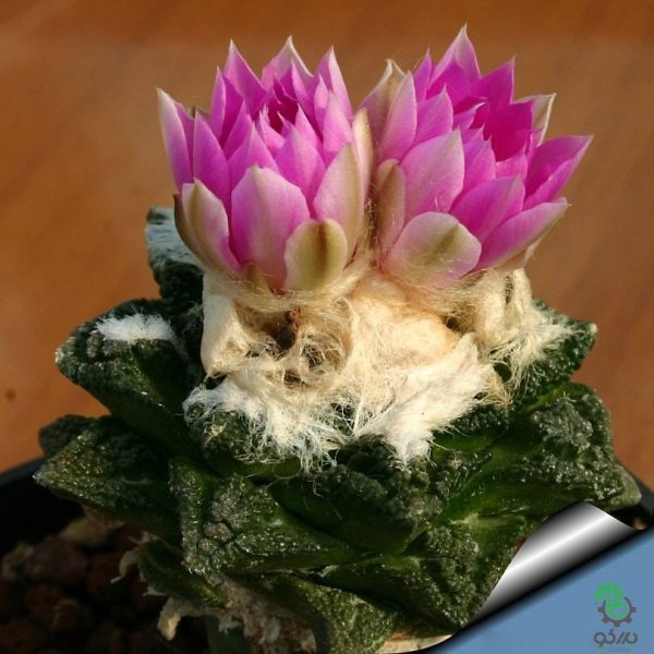 بذر کاکتوس آریوکارپوس براوآنوس هینتونی | Ariocarpus bravoanus ssp. hintonii seeds