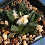 بذر کاکتوس آریوکارپوس براوآنوس هینتونی | Ariocarpus bravoanus ssp. hintonii seeds