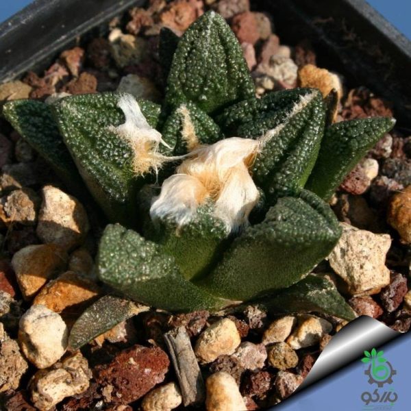 بذر کاکتوس آریوکارپوس براوآنوس هینتونی | Ariocarpus bravoanus ssp. hintonii seeds