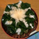بذر کاکتوس آریوکارپوس براوآنوس هینتونی | Ariocarpus bravoanus ssp. hintonii seeds