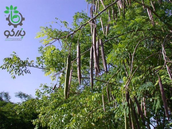 بذر درخت جادویی مورینگا یا درخت گز روغنی | Moringa oleifera seeds