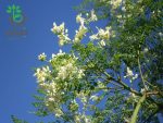 بذر درخت جادویی مورینگا یا درخت گز روغنی | Moringa oleifera seeds