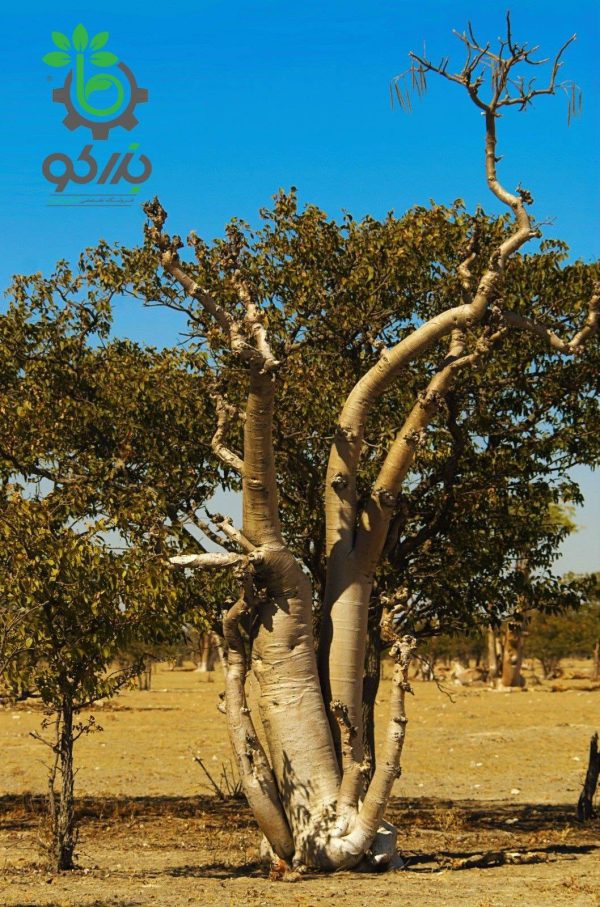 بذر درخت جادویی مورینگا یا درخت گز روغنی | Moringa oleifera seeds