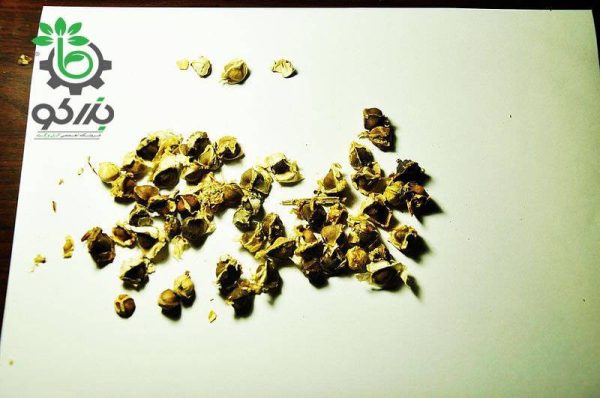 بذر درخت جادویی مورینگا یا درخت گز روغنی | Moringa oleifera seeds