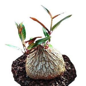 بذر ساکولنت غده ای پتوپنتیا ناتالنسیس Petopentia natalensis seeds