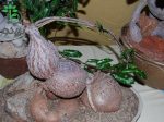بذر ساکولنت غده ای پتوپنتیا ناتالنسیس Petopentia natalensis seeds