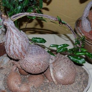 بذر ساکولنت غده ای پتوپنتیا ناتالنسیس Petopentia natalensis seeds