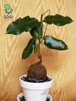 بذر ساکولنت غده ای پتوپنتیا ناتالنسیس Petopentia natalensis seeds