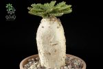 بذر افوربیا استلاتا یا یوفوربیا استلاتا Euphorbia stellata seeds